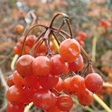 Viburnum opulus 'Compactum' fruits